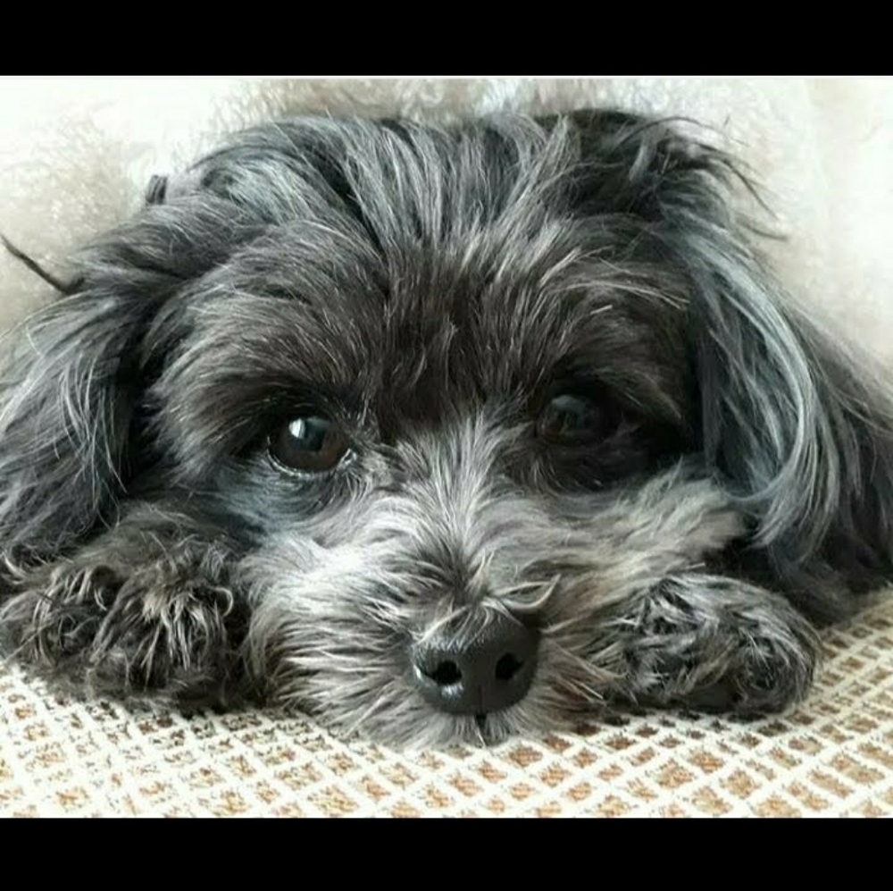 Rosie (Shop)🩷